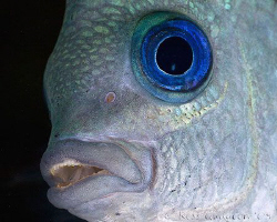 Sergeant Major.  Ningaloo Reef, Western Australia.  Canon... by Ross Gudgeon 